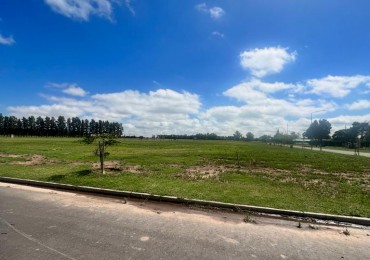 Eco Lagos. Escritura inmediata.